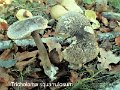Tricholoma squarrulosum-amf1844